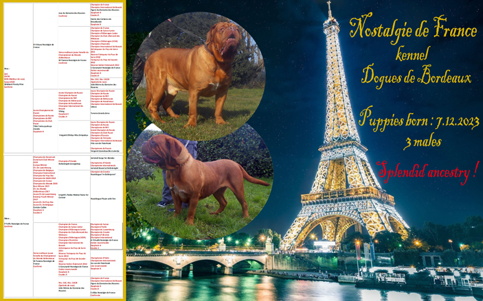 nostalgie de france, elevage de dogues de Bordeaux, chiens de race , Mme Chichkina eleveur de Dogues